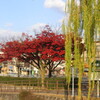 今年の紅葉・二条大橋