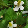 ドクダミは根っこからお茶に、花は生け花に