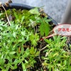 「夏越し」のお世話☆