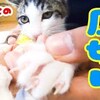 8月17日の動画