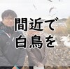 白鳥、今年も”超”間近で見られます。