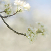 『啓蟄』に春の写真を撮ってきた