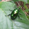 6月の虫-2023：甲虫類を中心に