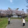 桜散る水元公園