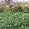 春の植物園✿