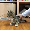 集会所の子ねこ