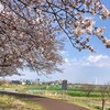 桜／2021 (2)多摩川堤防から