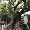 太古の昔より人々を見守った 五所神社前の明神の楠（湯河原町）