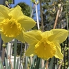 庭先の花