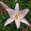 うさぎガーデン＜ユリ開花レース＞★あの鳥の巣は今