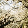 春と桜と入学式