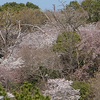 桜の山