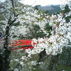 大山桜