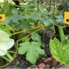 夏野菜　オクラ 11 【ヘルシエ開花しました】