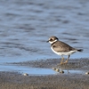 佐保川に鳴くなる千鳥何しかも･･･巻第7-1251～1252
