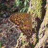カブトムシがにおいをかぐとき