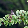 居残りの冬鳥シロハラ