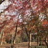 代々木公園ランニング〜紅葉ももうすぐ終わり、ランニング手袋が必要な季節になりました〜