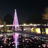 花と光の楽園『足利フラワーパーク』の圧巻のイルミネーション　５００万球のキラッキラ~☆☆☆☆☆