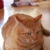 猫耳