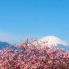 早開的河津櫻－松田町 まつだ桜まつり