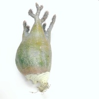 ベアルートパキポディウムの発根後と、よもやま話 - 植物日誌