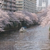 満開の桜🌸