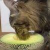 メロンが食べたい猫！？さくらんぼも・・・食べる？【動画】