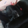 今日の黒猫モモさんの動画－１２１