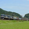 今日（７/２０）は、カラシが下って来ましたので・・・。