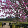 八重咲きの花は