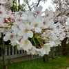 桜大刀自(さくらおおとし)神社祭礼