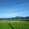 ８月の空と花と