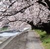 桜の写真 5