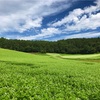 【2017年】中山高原の蕎麦畑、そばの花が満開でとても綺麗！