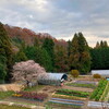 四季桜と紅葉終わりの三国山