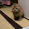 たわしねこのかわいい鳴き声の動画　