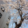 西口の桜