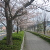 ガレリア亀岡（京都府亀岡市）周辺の桜、街路樹。