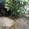 甲斐犬サン、庭でマコと大騒ぎ！ヽ(ｰ▭ｰヽ;)⊇” ΞΞΞ３ ｽﾞｻﾞｻﾞｰ