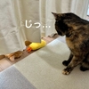 カーテン越しのねこねこ攻防戦。