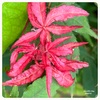 植物の状態と夏の管理について