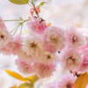 花の中に花が咲く：珍しい2段咲きの桜