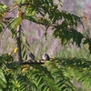 カノコバト Spotted Dove