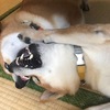 これはじゃれ合いか？ケンカか？- Can't Tell If They Are Playing or Fighting