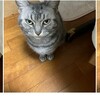 昨日から今朝にかけての先住ネコ：少しずつ回復してるのかなぁ