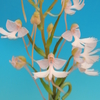 Habenaria Jiaho Yellow Bird `Flamingo&#039;