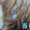 猫のアレルギーによる頭部脱毛（改善までの経過観察）
