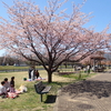 金塚桜広場で花見