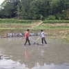 5月17日 広田荒起こし、荒代掻き 西畑畝立て さくらんぼ狩り 豆畑橘園の除草